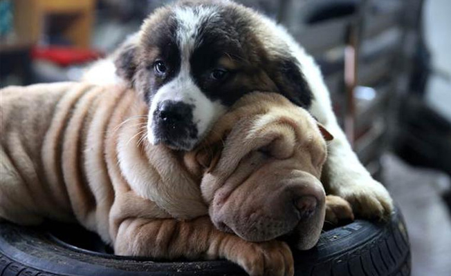 Kapıkule'de el konulan 10 köpekten 7'si açık arttırmayla satıldı