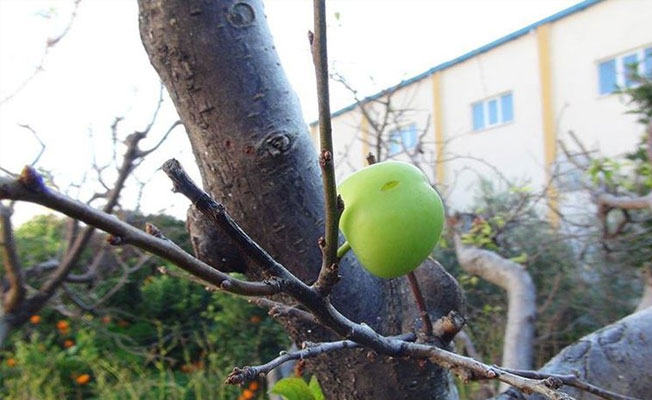 Kışın ortasında yaz meyvesi!