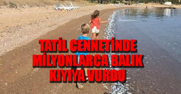 Tatil cennetinde binlerce balık karaya vurdu!