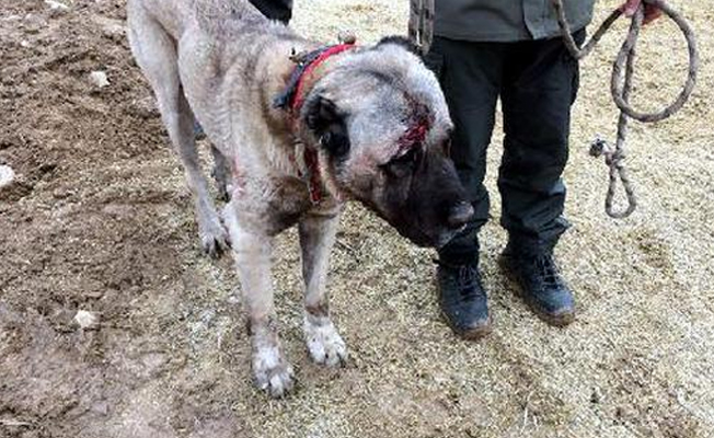 Köpek dövüştürüp, bahis oynayanlara jandarmadan operasyon
