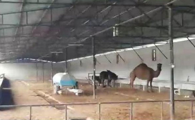 Tefeci çetesi veterinerin devesine bile el koymuş