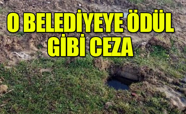 Sokak köpeklerini canlı canlı gömmüşlerdi...