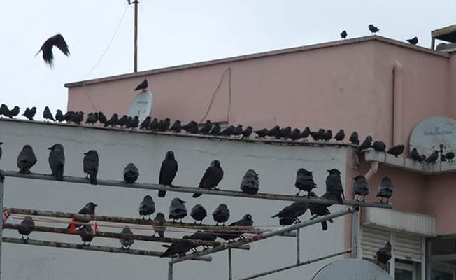 Korku filmi gibi ama gerçek: Şehri istila ettiler!