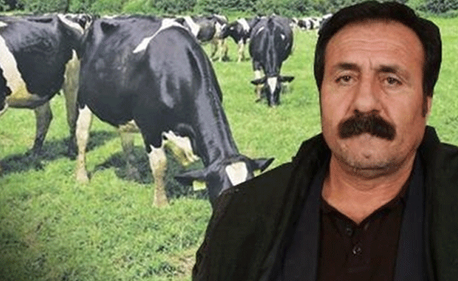 'İneklerime kayyım atandı'