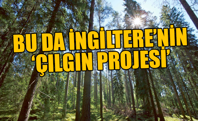 Adanın bir ucundan diğer ucuna 50 milyon ağaçlık orman