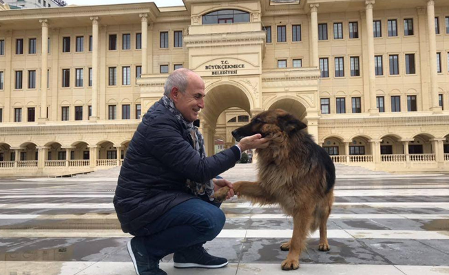 Büyükçekmece’de sokak hayvanları kış aylarında da aç kalmıyor