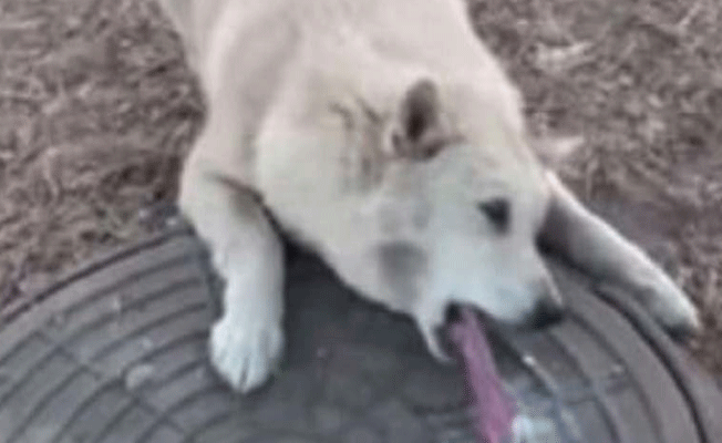Dili rögar kapağına sıkışan köpeğe vatandaş yardım etti
