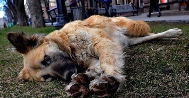 Tıp profesörü, sokak köpeğini bıçakladı!