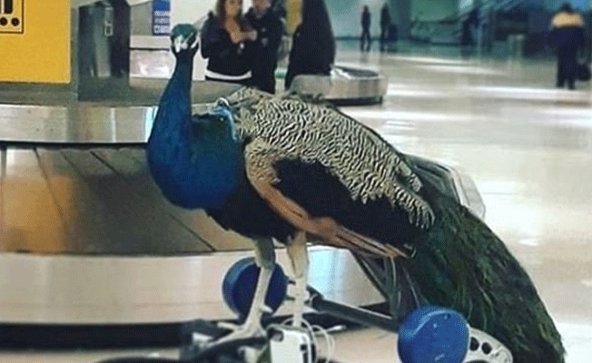 Tavuskuşuyla uçağa binmek istedi
