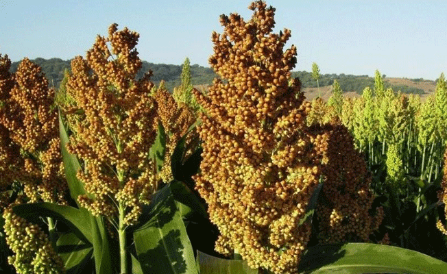 Çin ve ABD arasında yeni kriz!