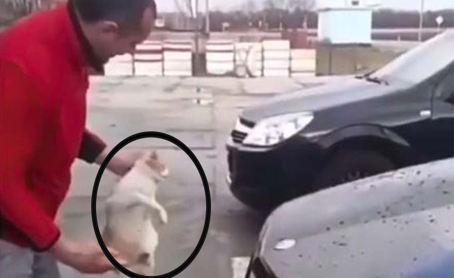 Kediyi bez gibi kullandı... Arabasını sildi