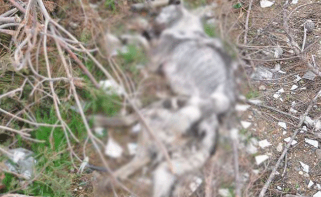 Çöplükte çok sayıda kedi ve köpek telef oldu