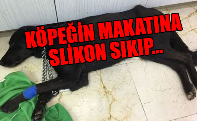 İstanbul’da köpeğe inanılmaz vahşet! Korkunç işkence…