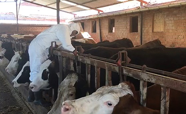 Trabzon'da şarbon paniği: 1 ölü