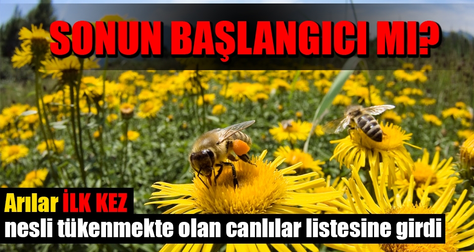 Arıların nesli tükeniyor!