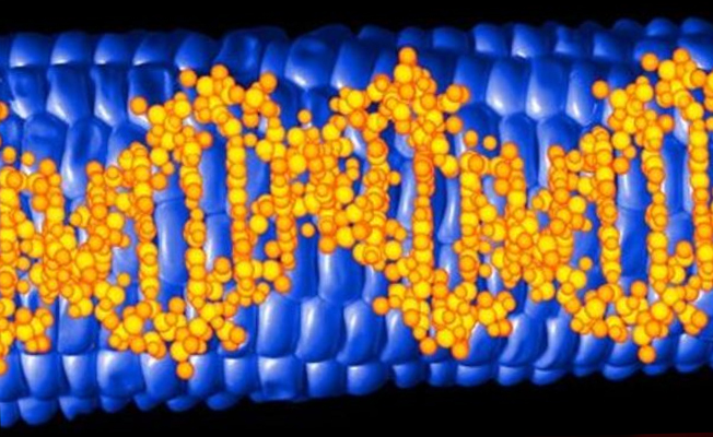 Kanserle mücadelede yeni gelişme: Mikroskobik DNA robotları farelerde tümörleri küçülttü