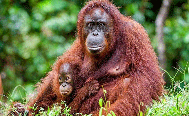 Sumatra orangutanları için 9 yapay ada oluşturuldu