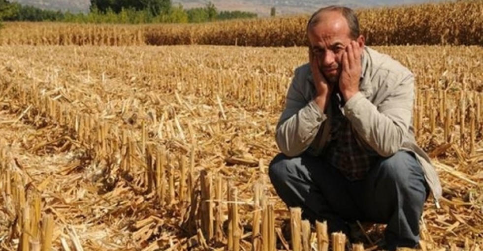 Tokat'ta 15 dönümlük mısırı çaldılar