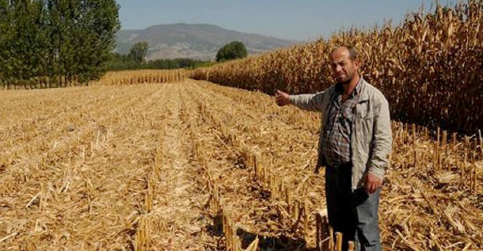 Tarlasından çaldırdığı mısırlarını buldu