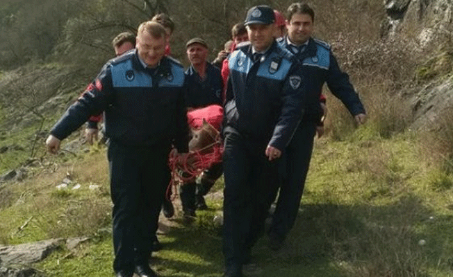 Kayalıklara yuvarlanan danayı böyle taşıdılar