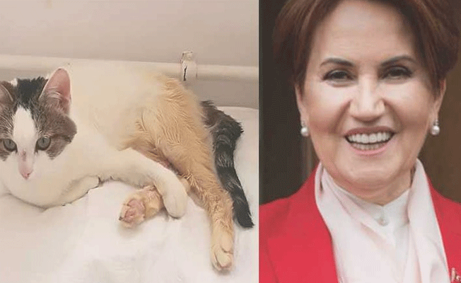 Meral Akşener, tecavüze uğrayan kediyi sahiplendi