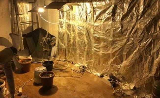 İş yerinde Hint keneviri yetiştiren kuaföre gözaltı