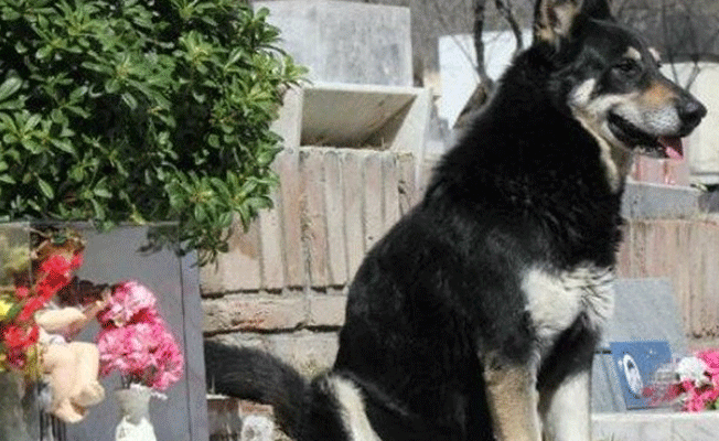12 yıl sahibinin mezarı başında yaşayan köpek öldü