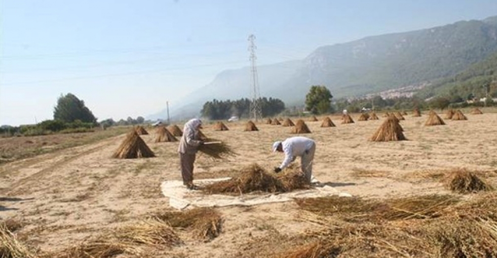 Sarı susama Japonlar talip oldu: kapış kapış gidiyor