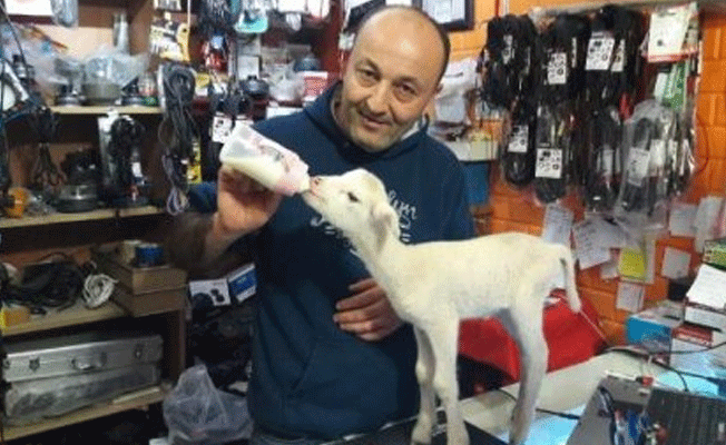 Evinde 'oğlak' besliyor