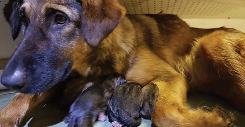 Metroda 9 köpek dünyaya geldi