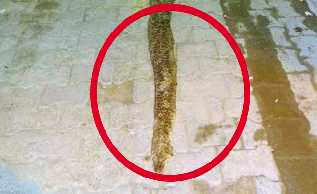 Tekirdağ'da 'piton' paniği!