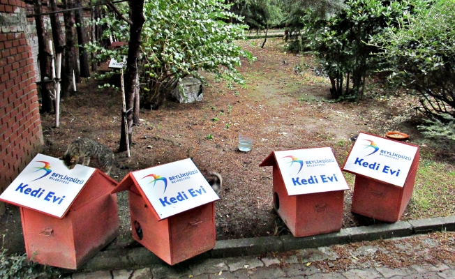 Beylikdüzü'ndeki kedilere ev hediye