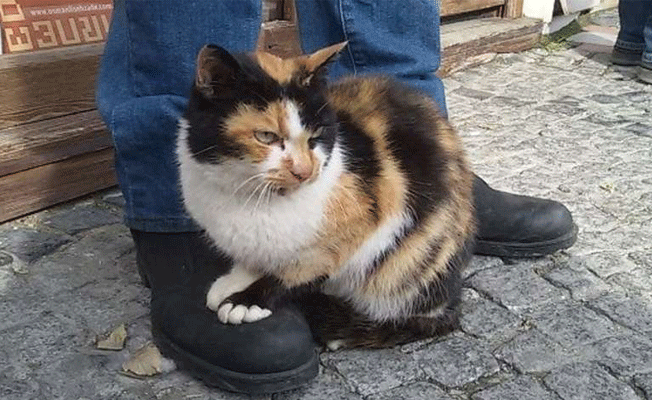 Ankara'da hayvanseverleri çileden çıkaracak kedi davası