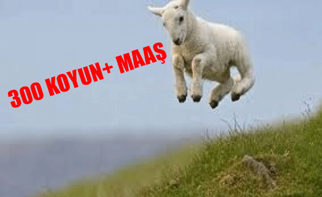 Çiftçilerin devletten '300 koyun' alması için 9 madde!