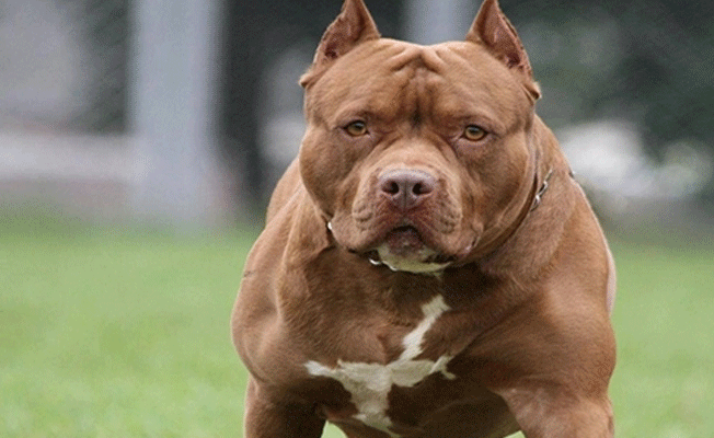 Pitbull'unu kimlik sorgusu yapmaya çalışan polisin üzerine saldı
