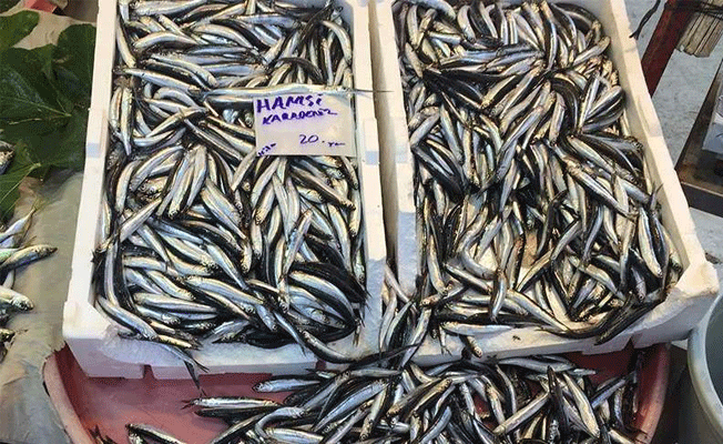 Uzmanlar ve balıkçılar çelişti... Konu 'Hamsi'