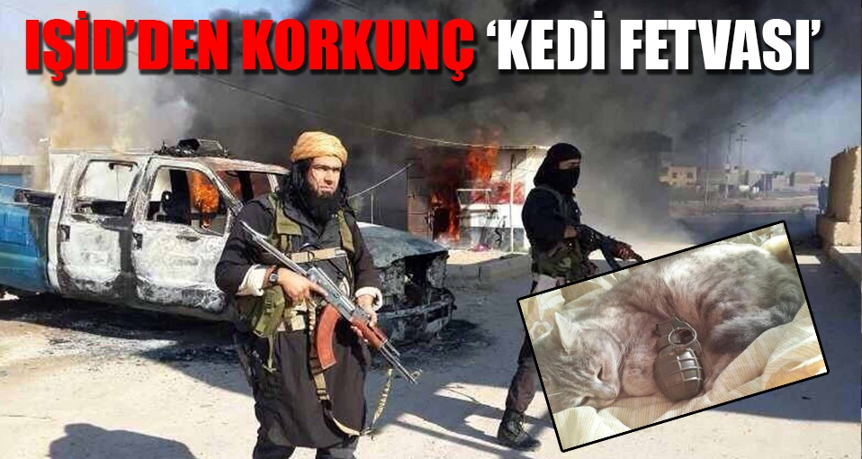IŞİD'den korkunç 'kedi fetvası'