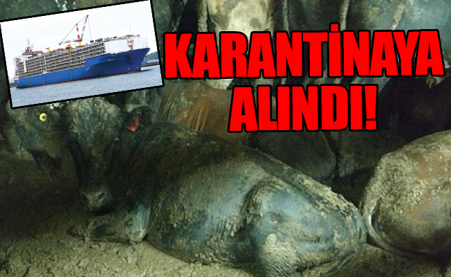 Brezilya’dan 25 bin hayvan getiren Nada gemisi Mersin Limanı’nında