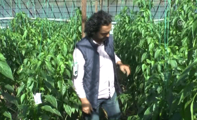 Kezzaplı biber ironisine soruşturma!