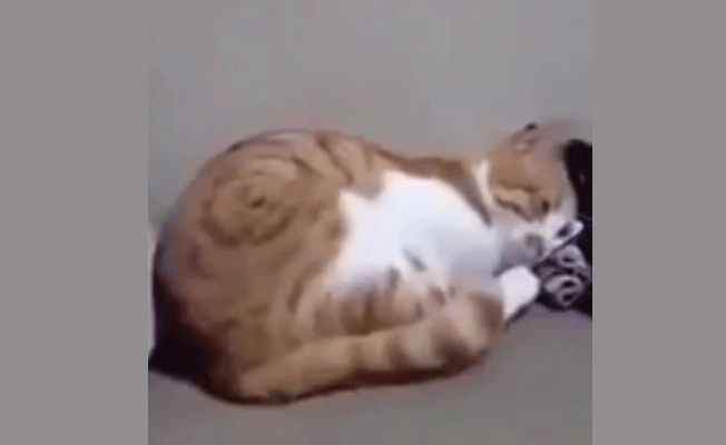 Ölen sahibini telefonda gören kedi duygulandırdı