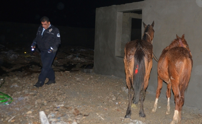 Adana'da kaçak et baskını: İki atı kesilmekten polis kurtardı!