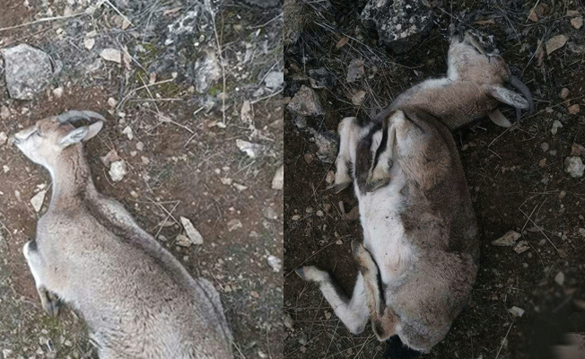 Divriği'de çevre katliamı