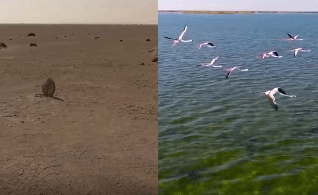 Dev bir gölden, çöle dönüşen Aral
