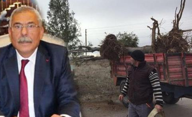AKP'li belediye meydandaki ağaçları söktü... Savunma yine aynı...