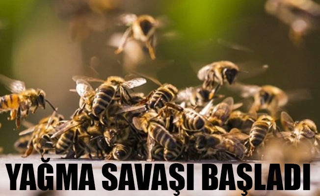 Ege'de arı kolonileri savaşı başladı!