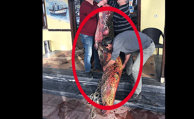 Gölde yakalandı... Bulanlar boyutuna şaşırdı