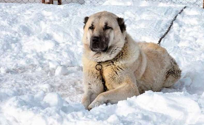 Sahipsiz kangal köpeğine sahip çıktı...Başına gelmeyen kalmadı...