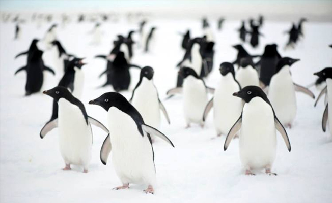 Nesli tükenmekte olan Adelie penguenleri
