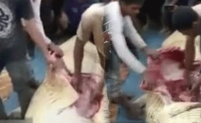 Timsahın midesinden vücut kalıntıları çıkardılar