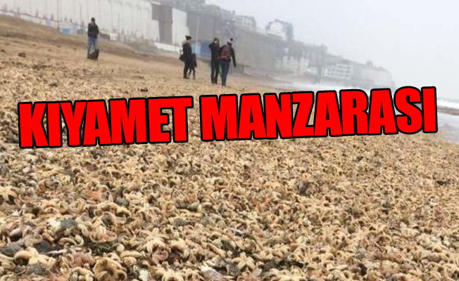 Sahile on binlerce deniz canlısı vurdu